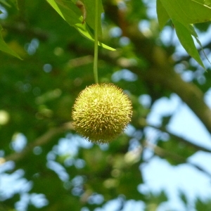 Photographie n°87813 du taxon Platanus x hispanica Mill. ex Münchh. [1770]