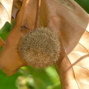 Photographie n°87819 du taxon Platanus x hispanica Mill. ex Münchh. [1770]