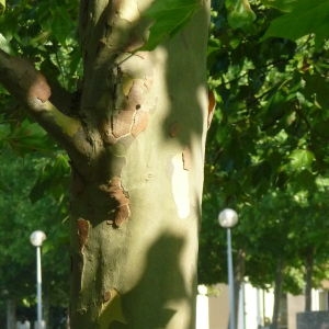 Photographie n°87823 du taxon Platanus x hispanica Mill. ex Münchh. [1770]