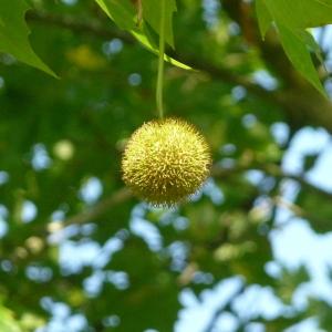 Photographie n°87825 du taxon Platanus x hispanica Mill. ex Münchh. [1770]