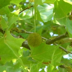 Photographie n°87826 du taxon Platanus x hispanica Mill. ex Münchh. [1770]