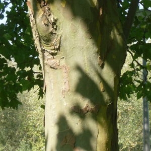 Photographie n°87827 du taxon Platanus x hispanica Mill. ex Münchh. [1770]