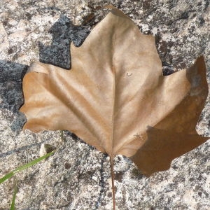 Photographie n°87833 du taxon Platanus x hispanica Mill. ex Münchh. [1770]