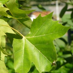 Photographie n°87836 du taxon Platanus x hispanica Mill. ex Münchh. [1770]