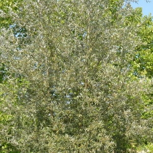 Photographie n°87846 du taxon Salix alba L. [1753]