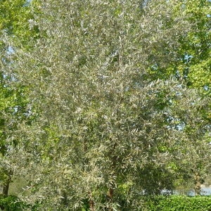 Photographie n°87852 du taxon Salix alba L. [1753]