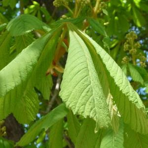 Photographie n°87856 du taxon Aesculus hippocastanum L. [1753]