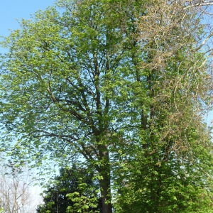 Photographie n°87857 du taxon Aesculus hippocastanum L. [1753]