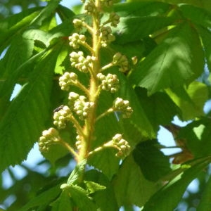 Photographie n°87864 du taxon Aesculus hippocastanum L. [1753]