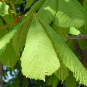 Photographie n°87866 du taxon Aesculus hippocastanum L. [1753]