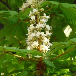 Photographie n°87878 du taxon Aesculus hippocastanum L. [1753]