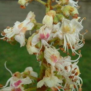 Photographie n°87882 du taxon Aesculus hippocastanum L. [1753]