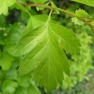 Photographie n°87893 du taxon Crataegus monogyna Jacq. [1775]