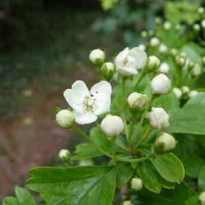 Photographie n°87904 du taxon Crataegus monogyna Jacq. [1775]