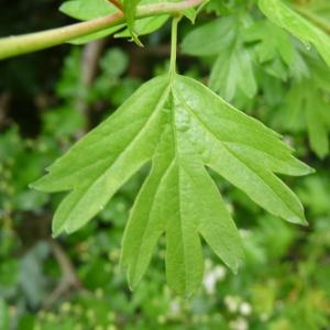 Photographie n°87905 du taxon Crataegus monogyna Jacq. [1775]