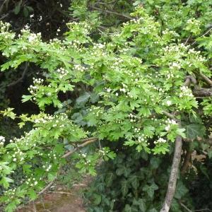 Photographie n°87907 du taxon Crataegus monogyna Jacq. [1775]