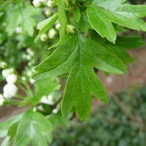 Photographie n°87908 du taxon Crataegus monogyna Jacq. [1775]