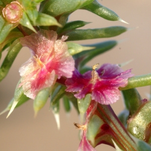 Photographie n°87910 du taxon Salsola kali L. [1753]