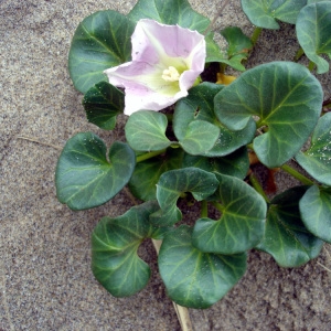 Photographie n°87911 du taxon Calystegia soldanella (L.) Roem. & Schult. [1819]