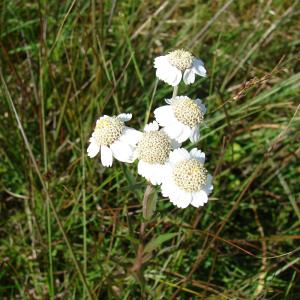 Photographie n°87913 du taxon Achillea ptarmica L. [1753]