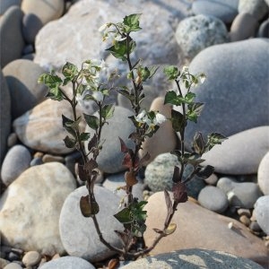 Photographie n°87926 du taxon Solanum villosum Mill. [1768]