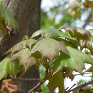 Photographie n°87936 du taxon Acer pseudoplatanus L. [1753]