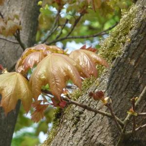 Photographie n°87937 du taxon Acer pseudoplatanus L. [1753]