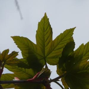 Photographie n°87943 du taxon Acer pseudoplatanus L. [1753]