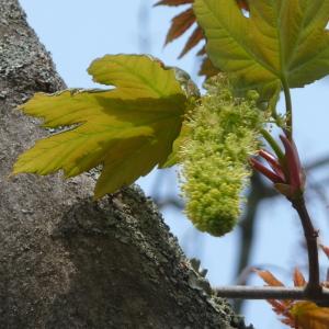 Photographie n°87944 du taxon Acer pseudoplatanus L. [1753]