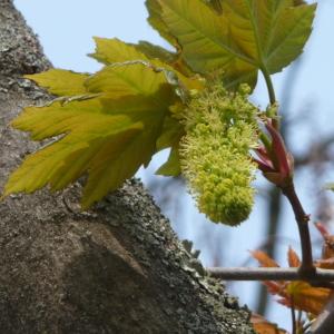 Photographie n°87945 du taxon Acer pseudoplatanus L. [1753]