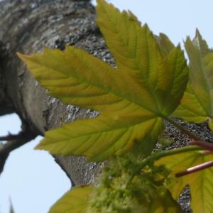 Photographie n°87948 du taxon Acer pseudoplatanus L. [1753]