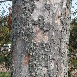 Photographie n°87949 du taxon Acer pseudoplatanus L. [1753]