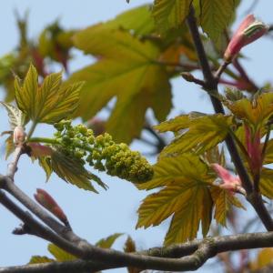 Photographie n°87951 du taxon Acer pseudoplatanus L. [1753]