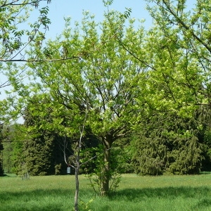 Photographie n°87955 du taxon Pterocarya fraxinifolia (Poir.) Spach [1834]