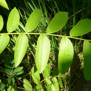 Photographie n°87961 du taxon Pterocarya fraxinifolia (Poir.) Spach [1834]