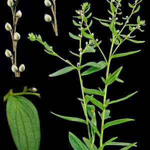 Photographie n°88002 du taxon Lithospermum officinale L. [1753]