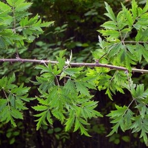 Rubus laciniatus (Weston) Willd. (Ronce laciniée)