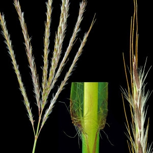 Photographie n°88033 du taxon Bothriochloa ischaemum (L.) Keng [1936]