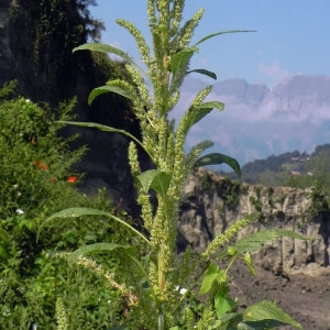 Photographie n°88062 du taxon Amaranthus hybridus L. [1753]