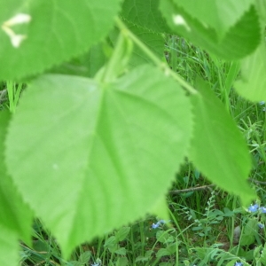 Photographie n°88075 du taxon Tilia dasystyla Stev. [1832]