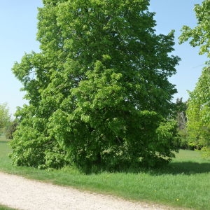 Photographie n°88076 du taxon Tilia dasystyla Stev. [1832]