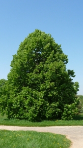 Vera BAKIC, le 20 avril 2011 (Rocquencourt (Arboretum de Chevreloup))