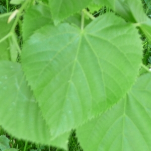 Photographie n°88081 du taxon Tilia dasystyla Stev. [1832]