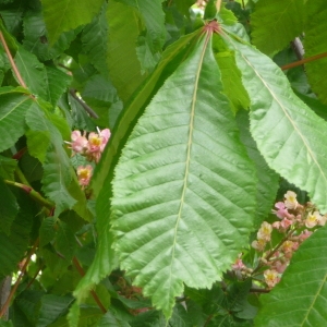 Photographie n°88108 du taxon Aesculus hippocastanum L. [1753]