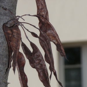 Photographie n°88121 du taxon Cercis siliquastrum L. [1753]