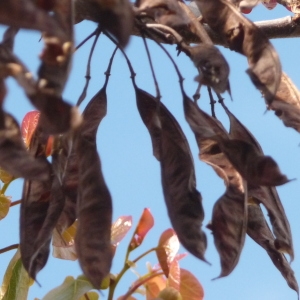 Photographie n°88124 du taxon Cercis siliquastrum L. [1753]