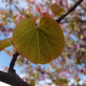 Photographie n°88127 du taxon Cercis siliquastrum L. [1753]