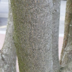 Photographie n°88128 du taxon Cercis siliquastrum L. [1753]