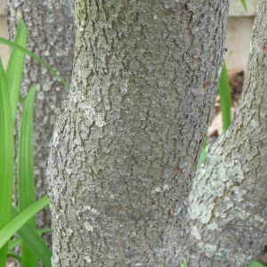 Photographie n°88131 du taxon Cercis siliquastrum L. [1753]