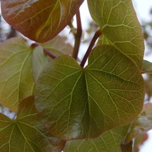 Photographie n°88134 du taxon Cercis siliquastrum L. [1753]